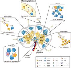 the diagram shows different types of cells in an animal's body and how they interact with each other