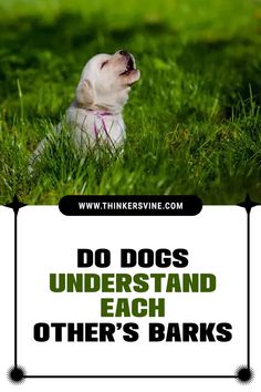 Do Dogs Understand Each Other’s Barks The Meaning, Check It Out, Communication, Meant To Be