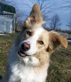 a white and brown dog standing on top of a grass covered field