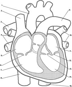 an image of the heart with labels on it