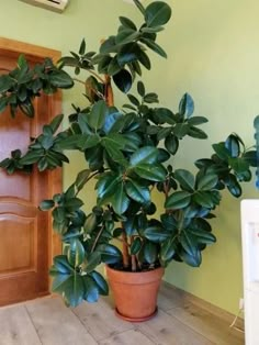 a houseplant in a pot on the floor next to a door and window