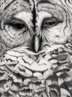 an owl is shown in black and white