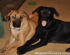 two dogs laying on the floor next to each other with their tongue out and looking at the camera