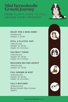 the flyer for mini beagle growth journey