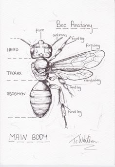 a drawing of the anatomy of a bee