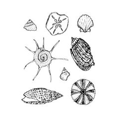 an ink drawing of seashells and shells