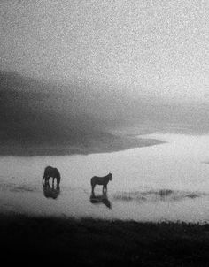 two horses are standing in the water on a foggy day