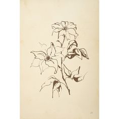 a drawing of three flowers on a white background