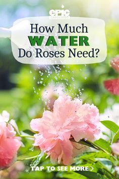 Light pink rose being watered by a watering can Rose Bush Care, Rose Growing, Rose Care, Growing Tips, Growing Roses, Rose Bush, On The Horizon, Summer Heat, The Horizon