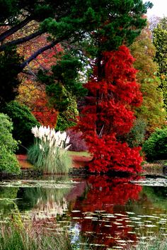 a pond surrounded by trees with red leaves on it and water lilies in the foreground