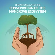 two hands holding a tree and soil with the text international day for the conservation of the mangrove