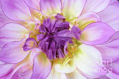 a close up view of a purple and white flower with yellow stamen in the center