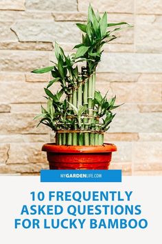 a potted bamboo plant with text overlay reading 10 frequently asked questions for lucky bamboo