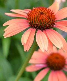 two orange flowers with green leaves in the background and one pink flower on the right