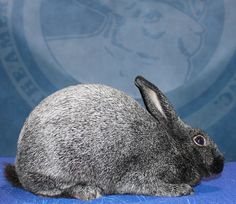 a gray rabbit sitting on top of a blue blanket next to a wall with an emblem in the background