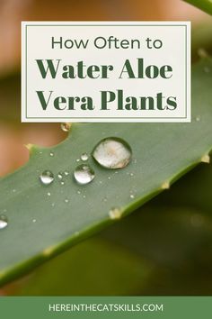 water aloe vera plants with the text how often to water aloe vera plants