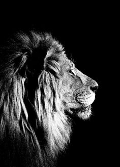 a black and white photo of a lion's head in the dark with its eyes closed