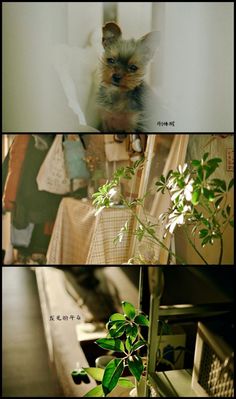 three different pictures of a small dog in a room with plants and clothes on the walls