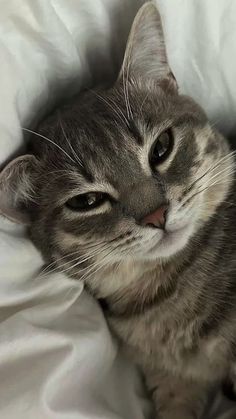 a gray and white cat laying on top of a bed covered in blankets with its eyes open