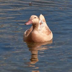 a duck floating on top of a body of water