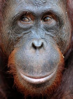 an orangutan looking at the camera with its eyes wide open and brown hair