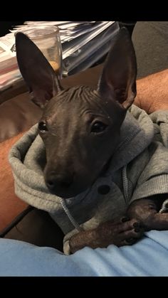 a hairless dog wearing a hoodie is sitting on someone's lap and looking at the camera