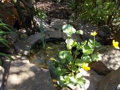 a small pond with yellow flowers in it next to some rocks and plants on the ground