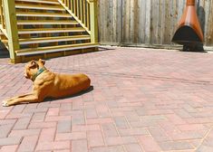 a brown dog laying on top of a brick patio