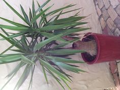 a potted plant sitting on top of a brick walkway