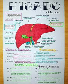 a diagram of the human liver on a piece of paper with words written below it