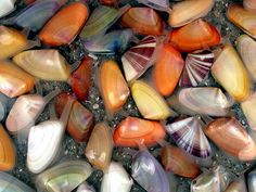 many different types of seashells on the ground