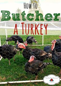 a bunch of turkeys standing in the grass by a fence with text overlay that reads how to butcher a turkey