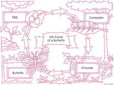 the life cycle of a butterfly is shown in red and white, as well as other things