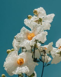 some white flowers with yellow centers against a blue sky in the background is an orange stamen