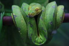 a green snake is curled up on a branch