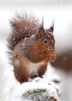 a red squirrel is standing in the snow