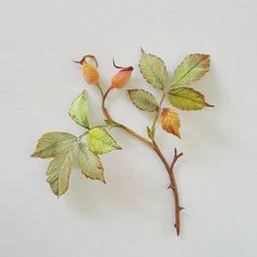 a branch with green leaves and yellow flowers on white background, closeup shot from above