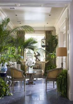 a living room filled with lots of plants and furniture