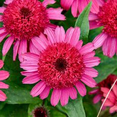 many pink flowers with green leaves in the foreground and one red flower on the far side