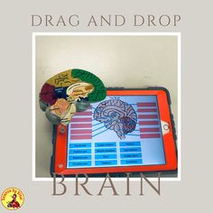 Drag and drop brain and nerves activity Occipital Lobe, Lab Activities, School Middle School, Brain Science