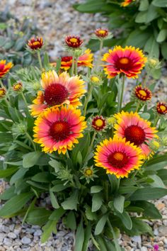 how to plant and grow blanket flowers