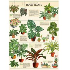 Grower's Guide to House Plants, Cavallini & Co. Wrap House Plants Hanging, Garden Escape, Tattoo Plant, Plant Poster, Plant Art Print, Hanging Plants Indoor, Vintage Garden Decor, Plant Decor Indoor, Bedroom Plants