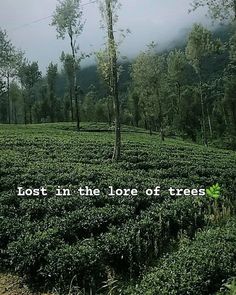 a tea plantation with the words lost in the love of trees