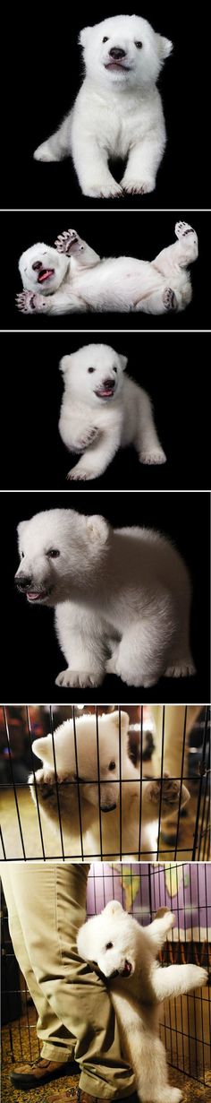 four polar bears are shown in three different positions, one is laying down and the other is standing up