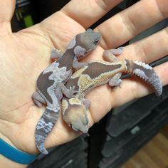 a person holding two small geckos in their hand