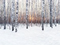 the sun is shining through the trees in the winter forest with snow on the ground