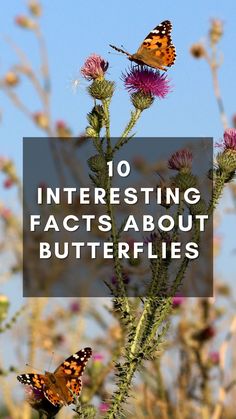 two butterflies sitting on top of a flower with the words 10 interesting fact about butterflies