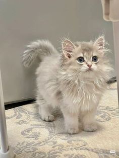 a small white kitten standing on top of a rug