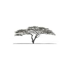 a single tree in the middle of a plain with no leaves on it, against a white background