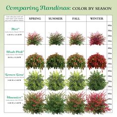 the different types of shrubs and their names are shown in this poster, which shows how to